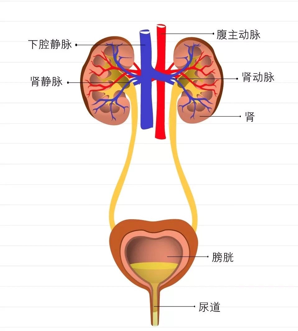 输尿管到膀胱结构图图片